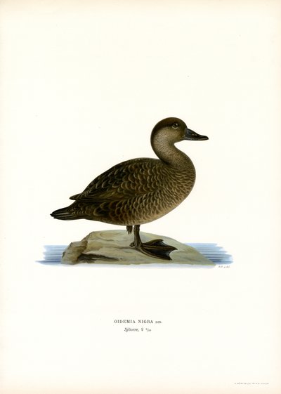 Black Scoter by Magnus Ferdinand and Wilhelm von Wright