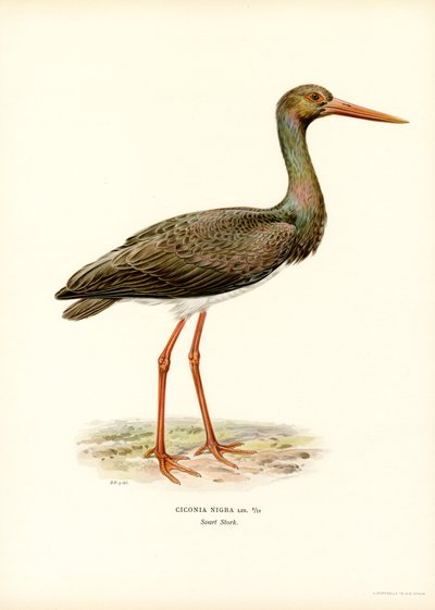 Black Stork by Magnus Ferdinand and Wilhelm von Wright