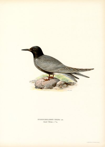 Black Tern by Magnus Ferdinand and Wilhelm von Wright