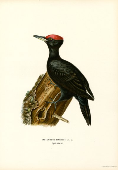 Black Woodpecker by Magnus Ferdinand and Wilhelm von Wright
