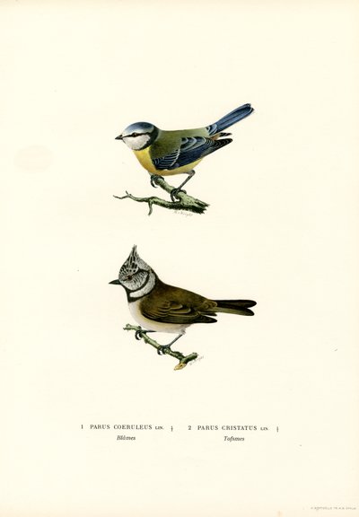 Blue Tit by Magnus Ferdinand and Wilhelm von Wright