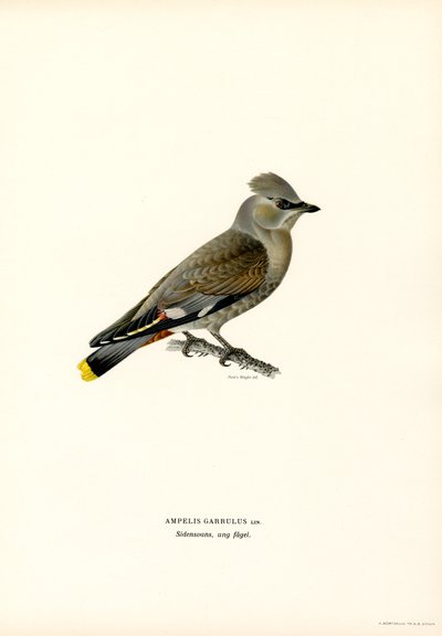 Bohemian Waxwing by Magnus Ferdinand and Wilhelm von Wright