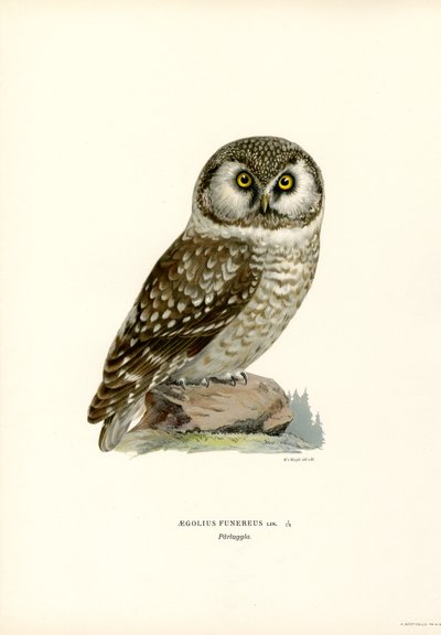 Boreal Owl by Magnus Ferdinand and Wilhelm von Wright