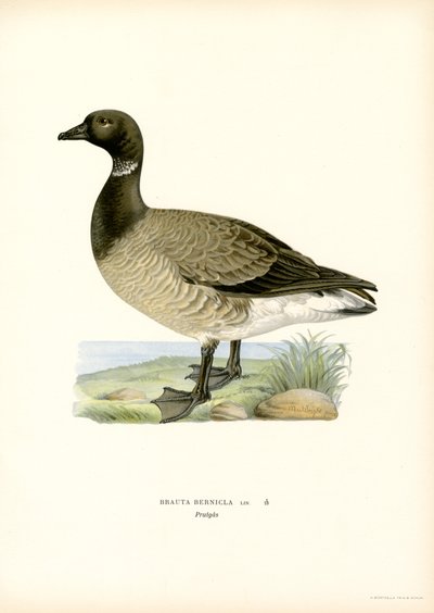 Brant Goose by Magnus Ferdinand and Wilhelm von Wright