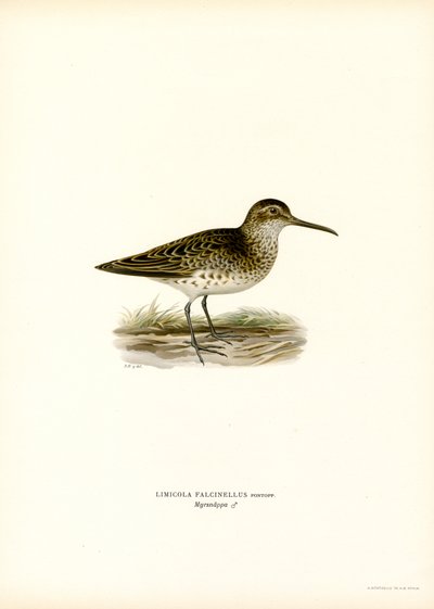 Broad-billed Sandpiper by Magnus Ferdinand and Wilhelm von Wright