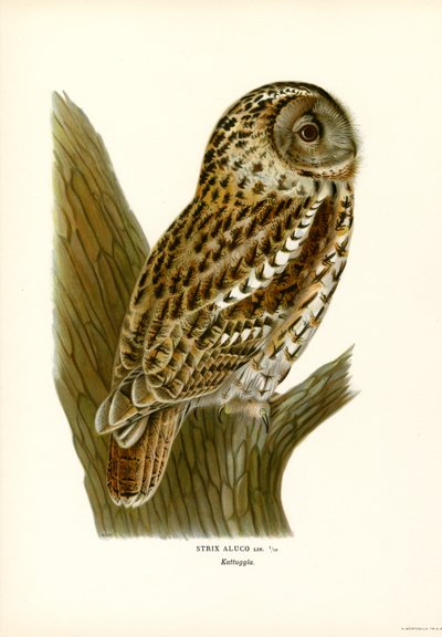 Brown Owl by Magnus Ferdinand and Wilhelm von Wright