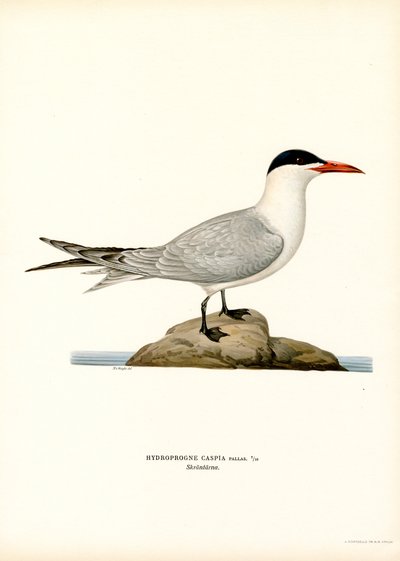 Caspian tern by Magnus Ferdinand and Wilhelm von Wright