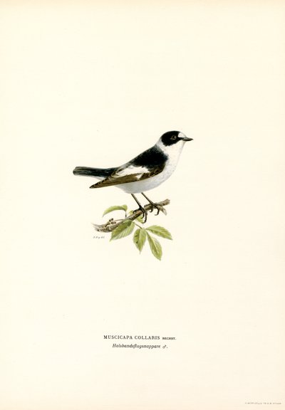 Collared Flycatcher by Magnus Ferdinand and Wilhelm von Wright