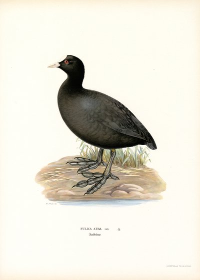 Common Coot by Magnus Ferdinand and Wilhelm von Wright