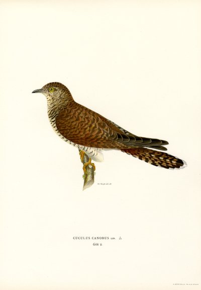 Common Cuckoo by Magnus Ferdinand and Wilhelm von Wright