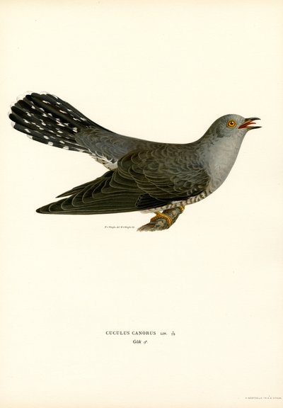 Common Cuckoo by Magnus Ferdinand and Wilhelm von Wright