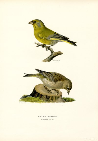 Common Greenfinch by Magnus Ferdinand and Wilhelm von Wright