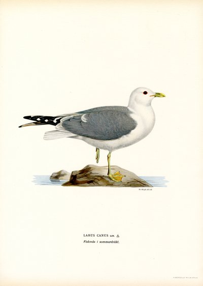 Common Gull by Magnus Ferdinand and Wilhelm von Wright