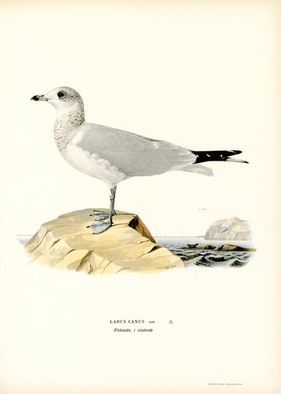 Common Gull by Magnus Ferdinand and Wilhelm von Wright