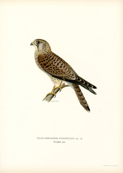 Common Kestrel by Magnus Ferdinand and Wilhelm von Wright