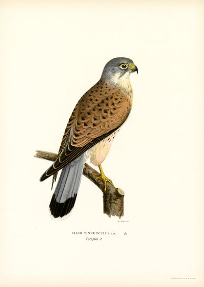 Common Kestrel by Magnus Ferdinand and Wilhelm von Wright