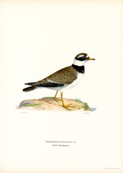Common Ringed Plover by Magnus Ferdinand and Wilhelm von Wright
