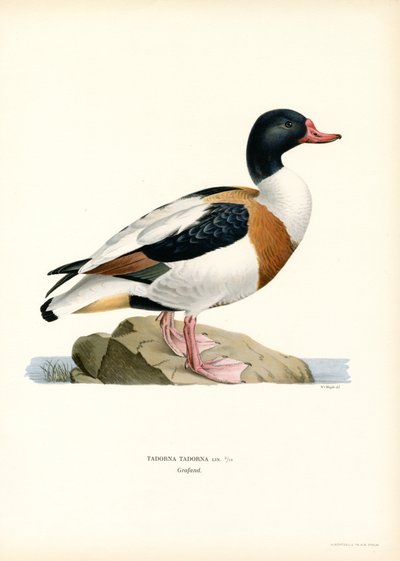 Common Shelduck by Magnus Ferdinand and Wilhelm von Wright
