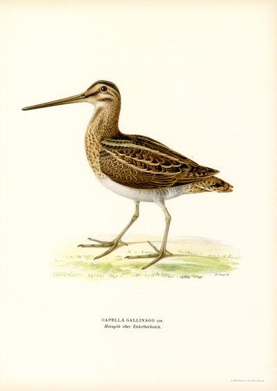 Common Snipe by Magnus Ferdinand and Wilhelm von Wright