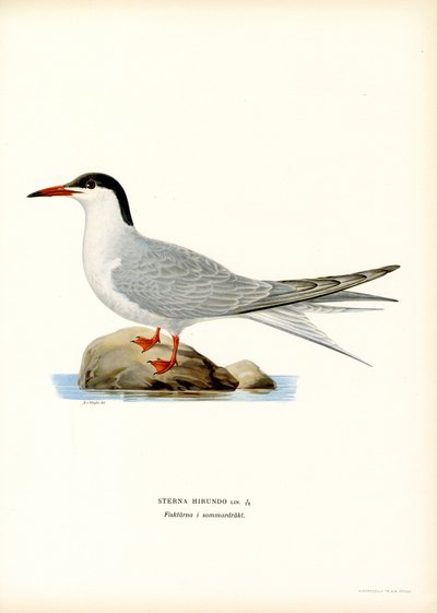 Common Tern by Magnus Ferdinand and Wilhelm von Wright