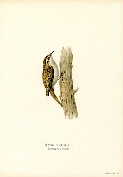 Common Treecreeper by Magnus Ferdinand and Wilhelm von Wright