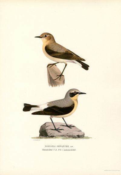 Common Wheatear by Magnus Ferdinand and Wilhelm von Wright