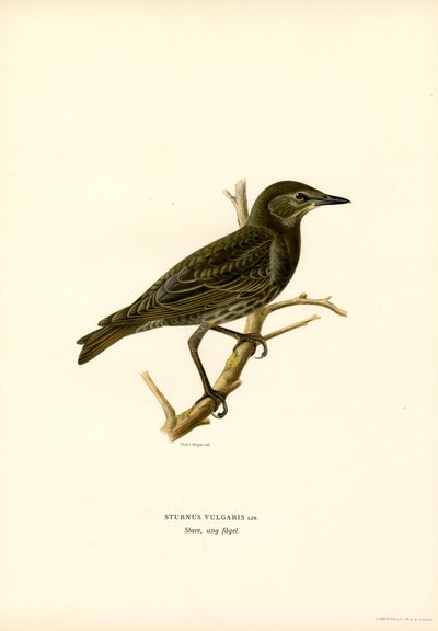 Common Starling by Magnus Ferdinand and Wilhelm von Wright