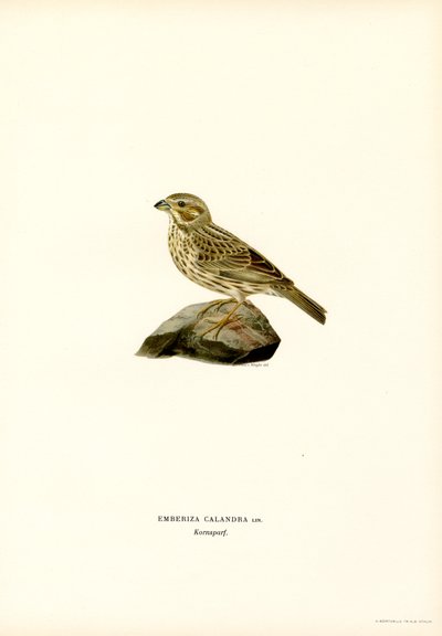 Corn Bunting by Magnus Ferdinand and Wilhelm von Wright