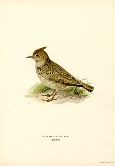Crested Lark by Magnus Ferdinand and Wilhelm von Wright