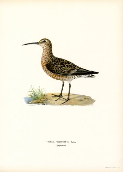 Curlew Sandpiper by Magnus Ferdinand and Wilhelm von Wright