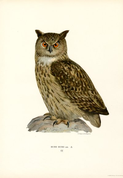 Eagle Owl by Magnus Ferdinand and Wilhelm von Wright