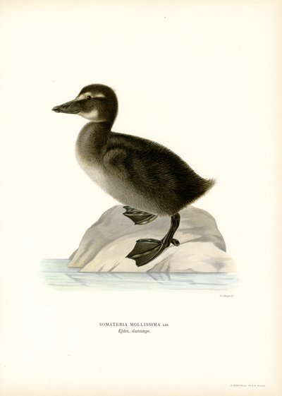 Eider Duck by Magnus Ferdinand and Wilhelm von Wright