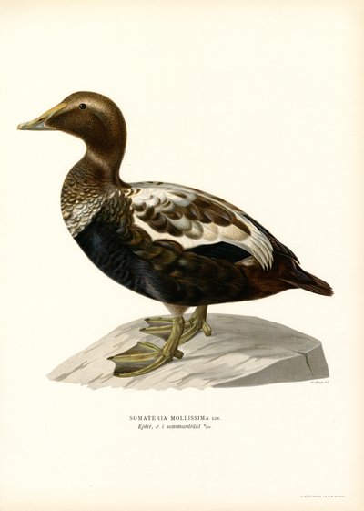Eider Duck by Magnus Ferdinand and Wilhelm von Wright