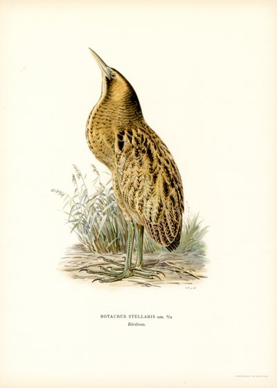 Eurasian Bittern by Magnus Ferdinand and Wilhelm von Wright