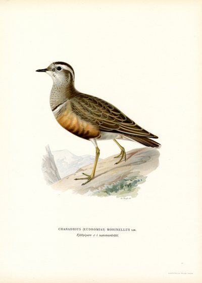 Eurasian Dotterel by Magnus Ferdinand and Wilhelm von Wright