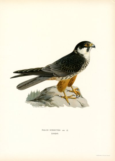 Eurasian Hobby by Magnus Ferdinand and Wilhelm von Wright