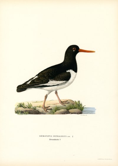 Eurasian Oystercatcher by Magnus Ferdinand and Wilhelm von Wright