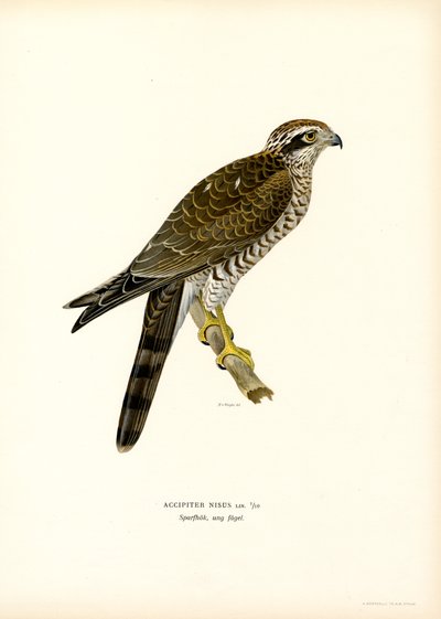 Eurasian Sparrowhawk by Magnus Ferdinand and Wilhelm von Wright