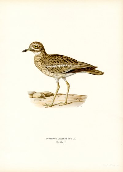 Eurasian Stone-curlew by Magnus Ferdinand and Wilhelm von Wright