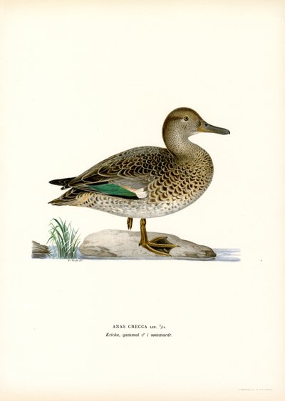 Eurasian Teal by Magnus Ferdinand and Wilhelm von Wright