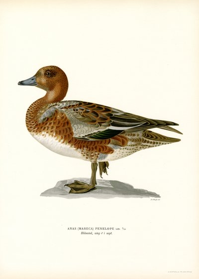 Eurasian Wigeon by Magnus Ferdinand and Wilhelm von Wright