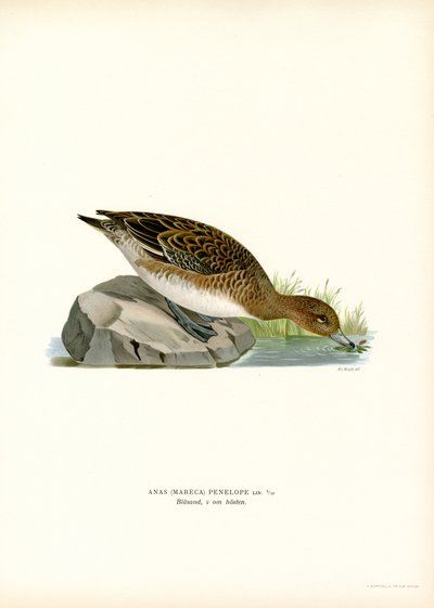 Eurasian Wigeon by Magnus Ferdinand and Wilhelm von Wright
