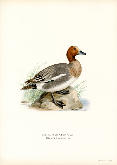 Eurasian Wigeon by Magnus Ferdinand and Wilhelm von Wright