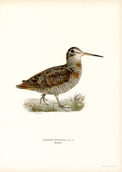 Eurasian Woodcock by Magnus Ferdinand and Wilhelm von Wright