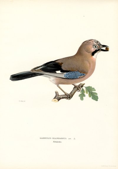 Eurasian Jay by Magnus Ferdinand and Wilhelm von Wright