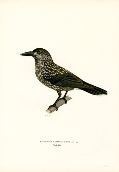 Eurasian Nutcracker by Magnus Ferdinand and Wilhelm von Wright