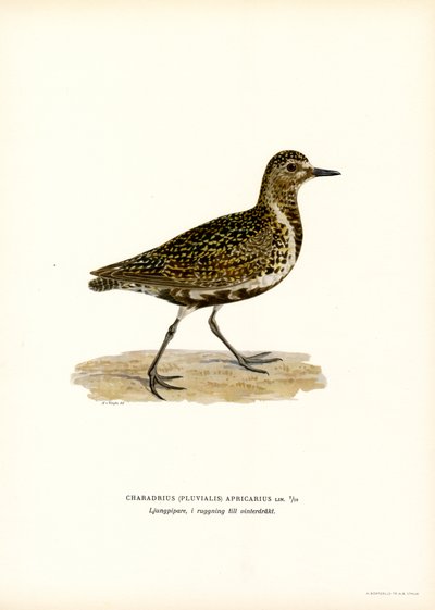 European Golden Plover by Magnus Ferdinand and Wilhelm von Wright