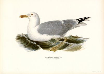 European Herring Gull by Magnus Ferdinand and Wilhelm von Wright
