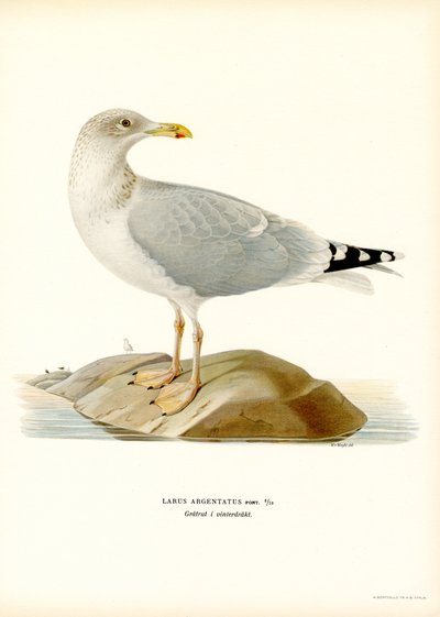 European Herring Gull by Magnus Ferdinand and Wilhelm von Wright