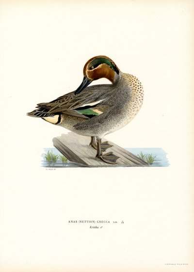 European Teal by Magnus Ferdinand and Wilhelm von Wright